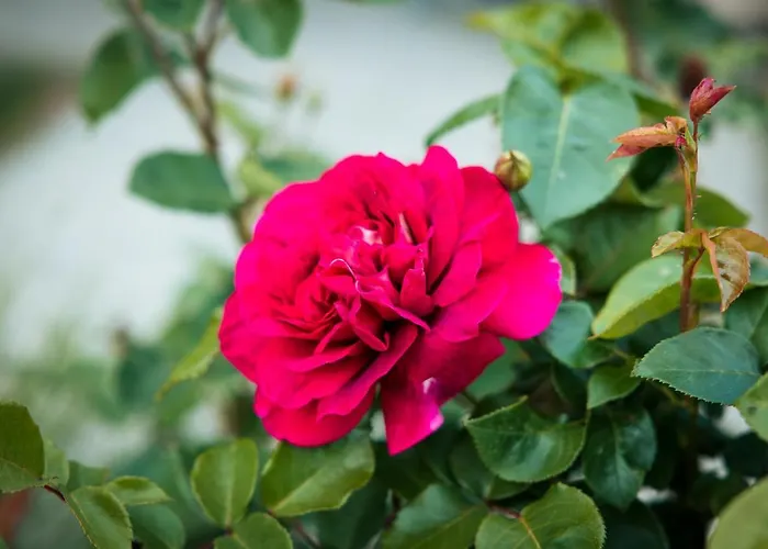 Karowlina Cozy House 1-4 Person Vakantiehuis Berlijn