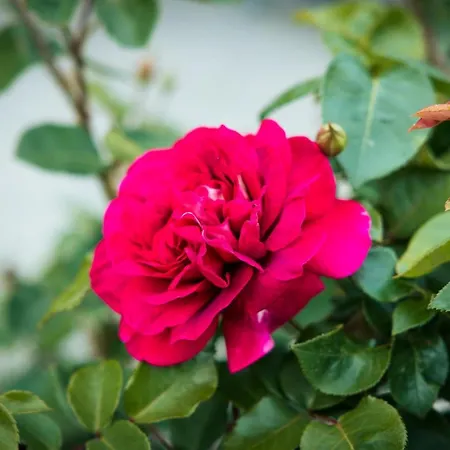 Karowlina Cozy House 1-4 Person Hébergement de vacances Berlin